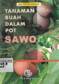 Tanaman Buah Dalam Pot Sawo